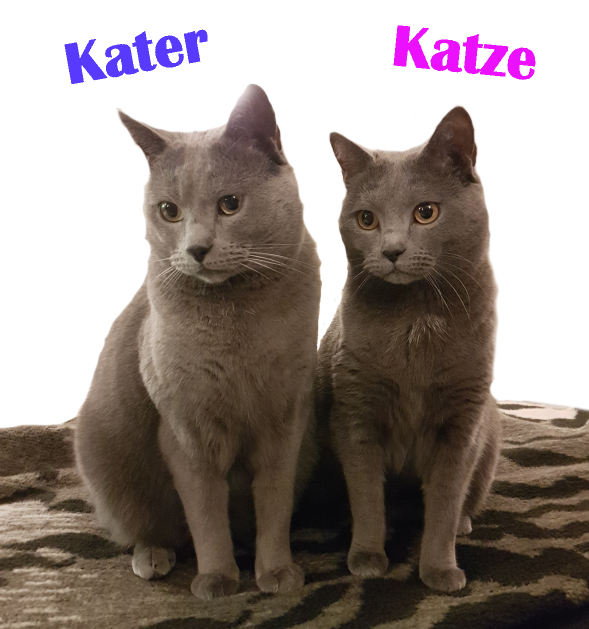 Read more about the article Katze oder Kater – Wer passt zu Dir?