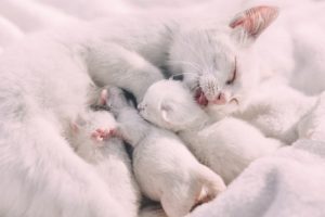 Eine weiße Katze säugt ihre Katzenbabys
