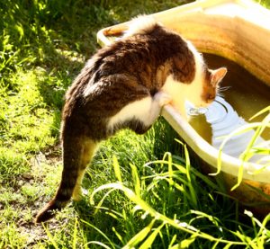 Read more about the article Warum trinkt meine Katze so wenig?