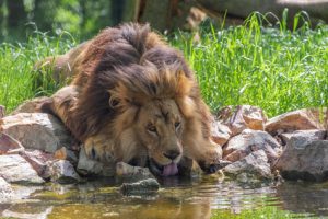 Ein männlicher Löwe schleckt liegend Wasser aus einem Tümpel