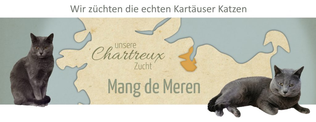 Chartreux Cattery - Mang de Meren