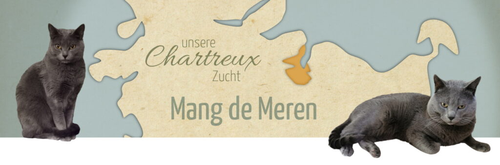Chartreux Cattery - Mang de Meren