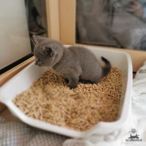 Katzen-Kosmos_Chartreux-Kitten-auf-Toilette-unsaubere-Katze