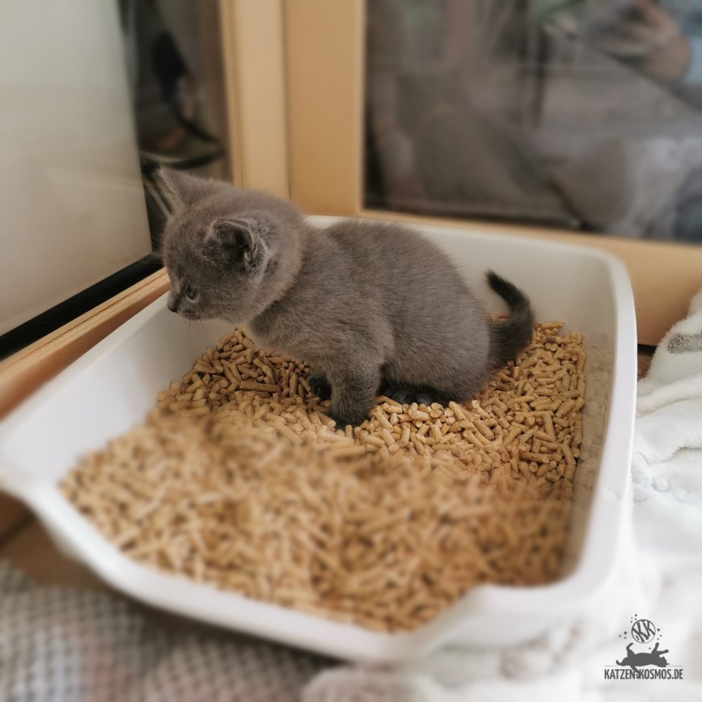 Chartreux Kitten auf Toilette - unsaubere Katze