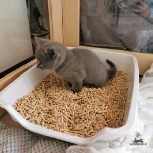 Mang-de-Meren-Katzentoilette-Kitten
