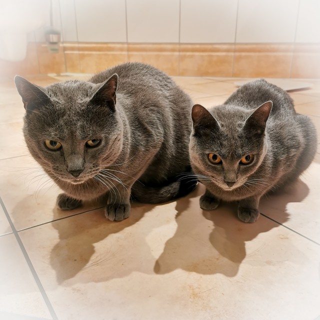 Read more about the article Warum Katzen uns auf Toilette folgen