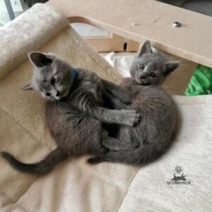 Chartreux Mang de Meren - Little fighting kitten