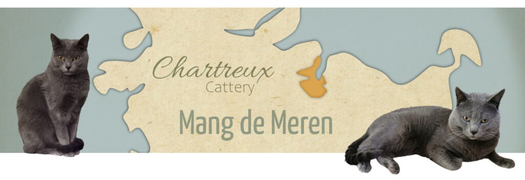 Banner Mang de Meren - Chartreux Cattery
