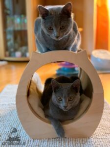 Read more about the article Zwei Katzen -Welche Kombination ist die Beste?