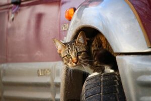 Katze unter Auto