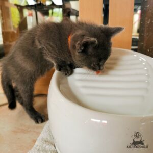 Katzenbaby am Trinkbrunnen