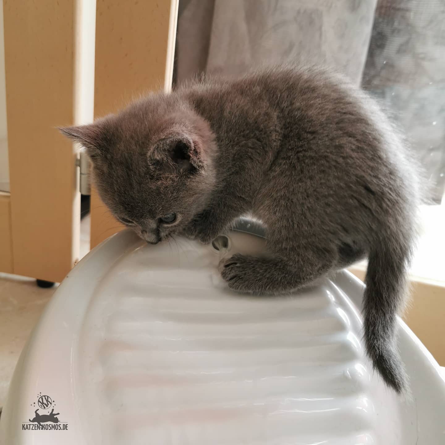 Katzenbaby trinkt aus Trinkbrunnen