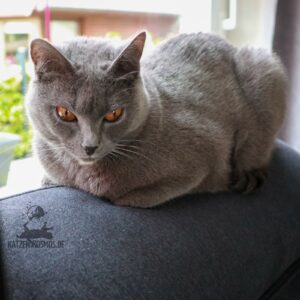 Chartreux / Kartäuser Katze Emilia