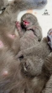 Chartreux / Kartäuser Kitten 3 Tage alt zeigt süße Zunge