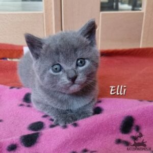 Chartreux / Kartäuser Kitten Elli 4 Wochen