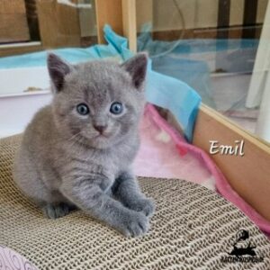 Chartreux / Kartäuser Kitten Emil 4 Wochen
