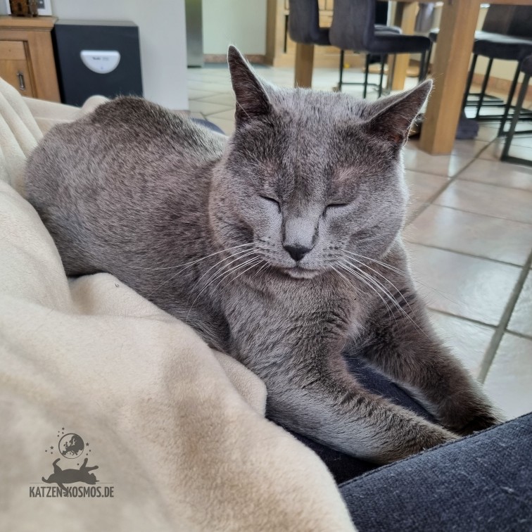 Katzensprache - Kartäuser Kater Collin mit geschlossenen Augen