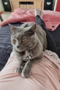 Chartreux Eden auf meinem Schoß