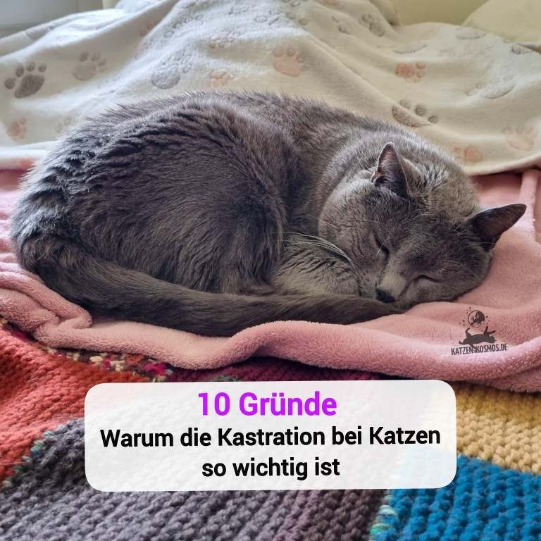 Mehr über den Artikel erfahren Katze kastrieren oder sterilisieren und warum