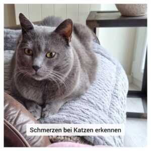 Mehr über den Artikel erfahren Hat deine Katze Schmerzen?