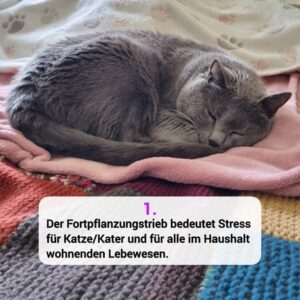 Katzen-Kosmos Kastration Grund 1