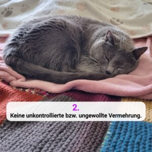 Katzen-Kosmos Kastration Grund 2