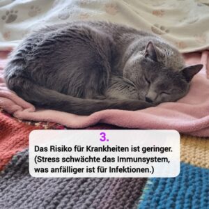 Katzen-Kosmos Kastration Grund 3