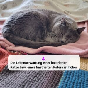 Katzen-Kosmos Kastration Grund 4