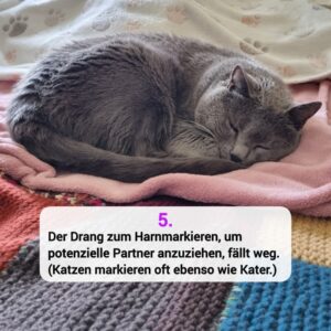 Katzen-Kosmos Kastration Grund 5