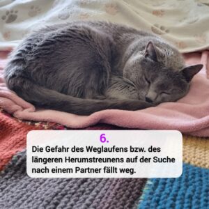 Katzen-Kosmos Kastration Grund 6