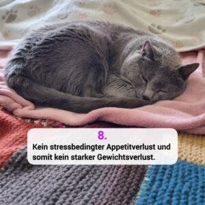 Katzen-Kosmos Kastration Grund 8