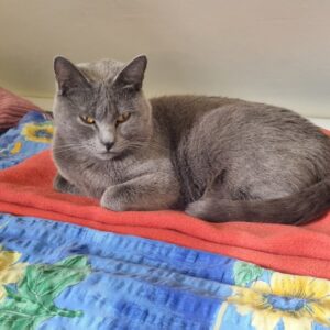 Katze Elli liegt entspannt und abwartend auf dem Bett