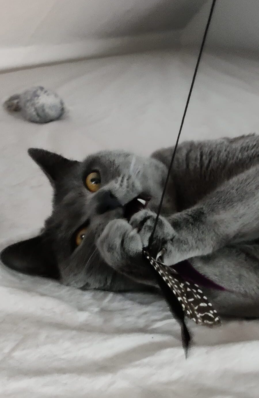 Erwachsene Katze - Elli beim Spielen