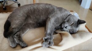 Erwachsene Katze - Elli enstapnnt