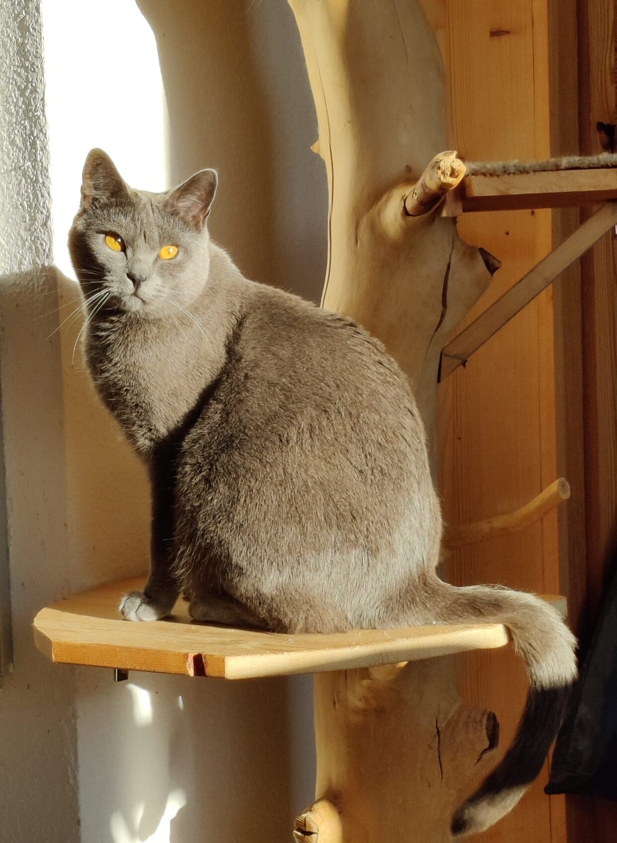 Erwachsene Katze - Elli im Kratzbaum