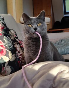 Mehr über den Artikel erfahren Warum eine erwachsene Katze perfekt zu dir passt