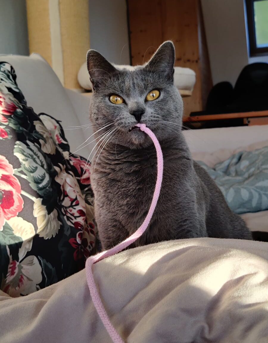 Mehr über den Artikel erfahren Warum eine erwachsene Katze perfekt zu dir passt