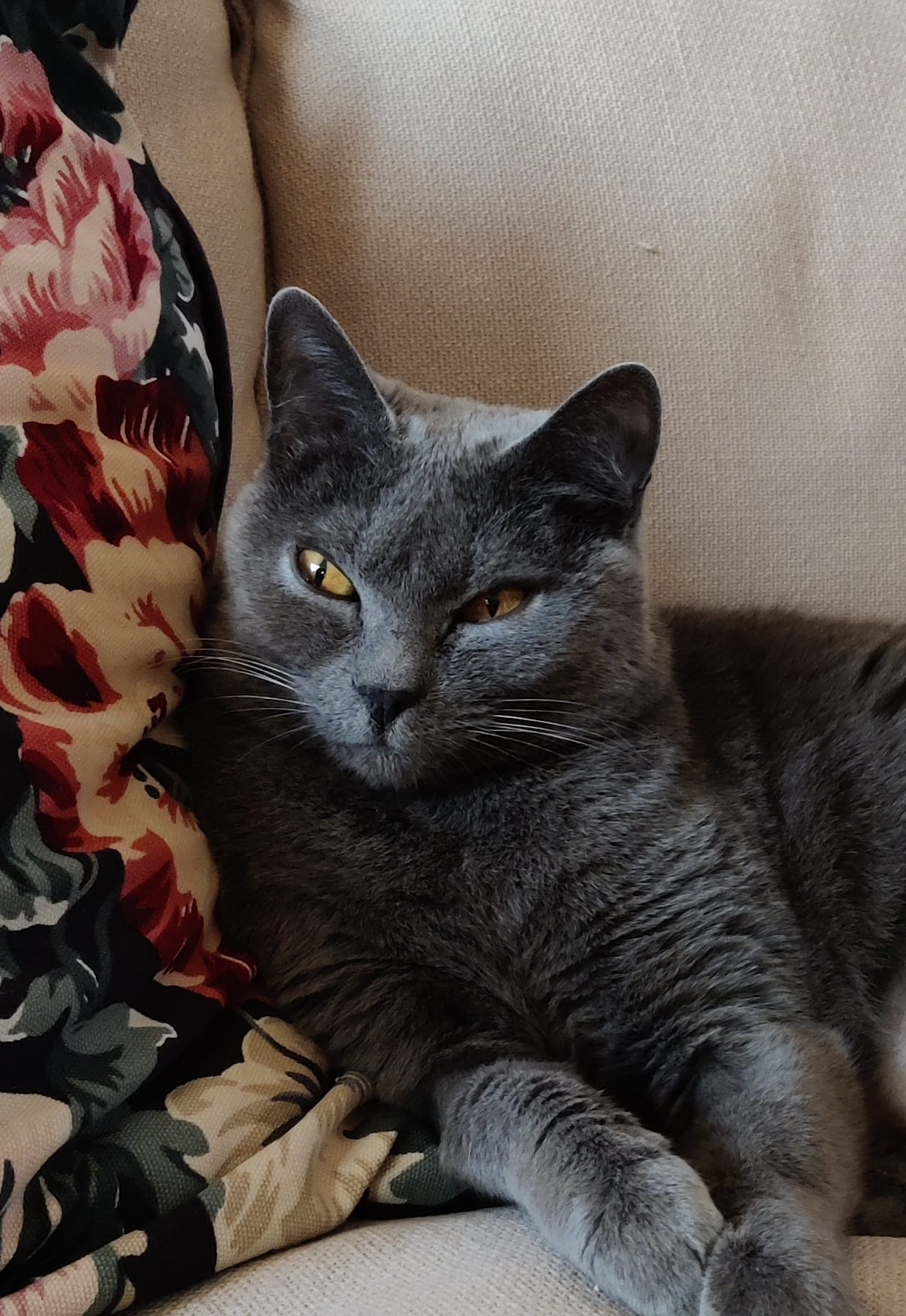 Erwachsene Katze - Emilia entspannt