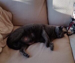 Erwachsene Katze - Emilia ruhend auf dem Sofa