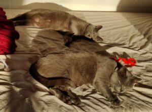 Erwachsene Katze - Emilia und Elli liegen auf dem Bett schlafend