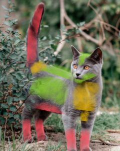 Mehr über den Artikel erfahren Eine gute Katzenmassage