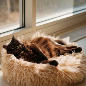 Eine schwarze Katze liegt in der Sonne in ihrem Körbchen