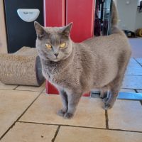 Chartreuc Eden aufgeregt