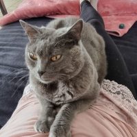 Chartreux Eden auf meinem Schoß