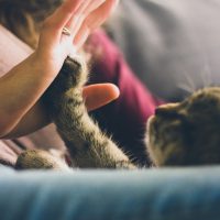 Header Pic High five Katzenpfote