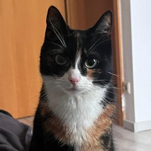 Tierkommunikation mit Katze Maila