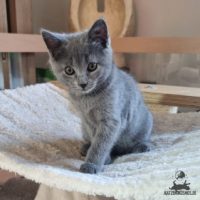 Chartreux / Kartäuser Kitten Elli mit 9 Wochen