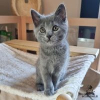 Chartreux / Kartäuser Kitten Elli sehr neugierig