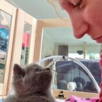 Chartreux / Kartäuser Kitten Elli Blickkontakt mit mir