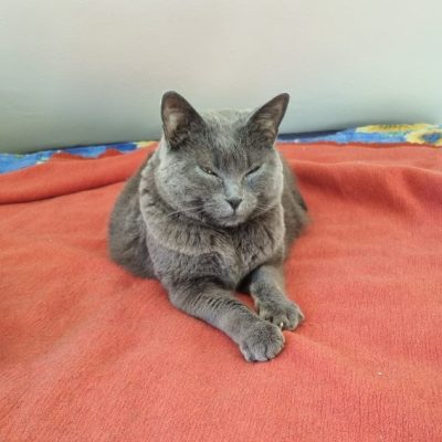 Katze Eden zeigt nach der FGC deutliche Schmerzanzeichen und der Tierarztbesuch stand noch an.